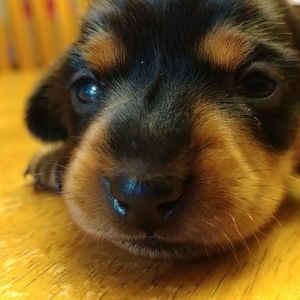 Meet your Posher, Robert owayne